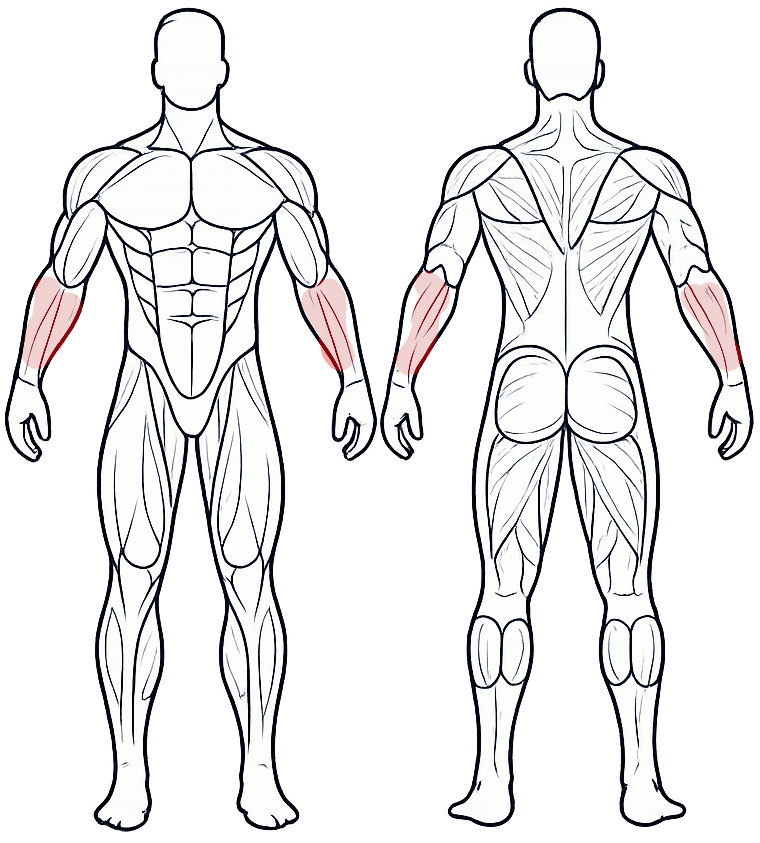 Передпліччя